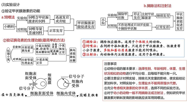 2023届高三生物复习课件09体液调节、免疫调节08