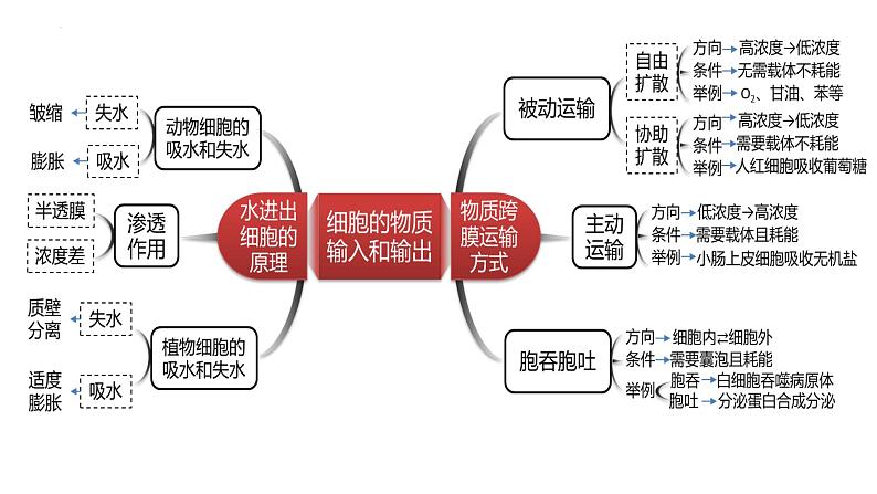 2023届高三生物复习 物质出入细胞的方式及影响因素 课件PPT第2页