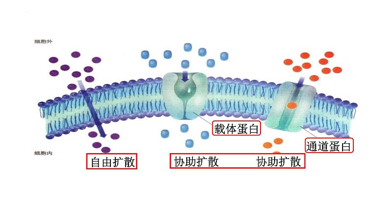 2023届高三生物复习 物质出入细胞的方式及影响因素 课件PPT第5页