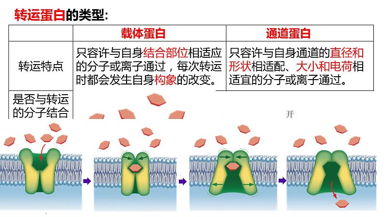 2023届高三生物复习 物质出入细胞的方式及影响因素 课件PPT第6页