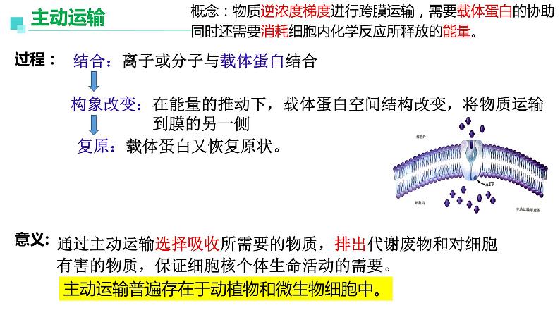 2023届高三生物复习 物质出入细胞的方式及影响因素 课件PPT第7页