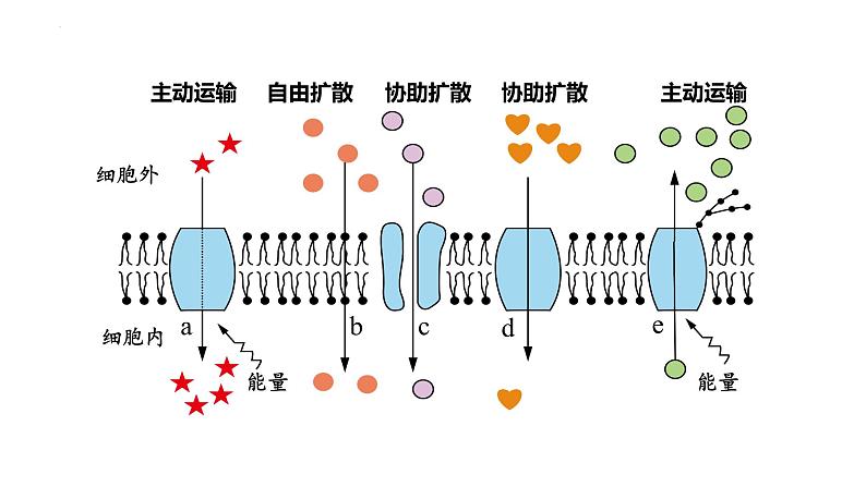 2023届高三生物复习 物质出入细胞的方式及影响因素 课件PPT第8页