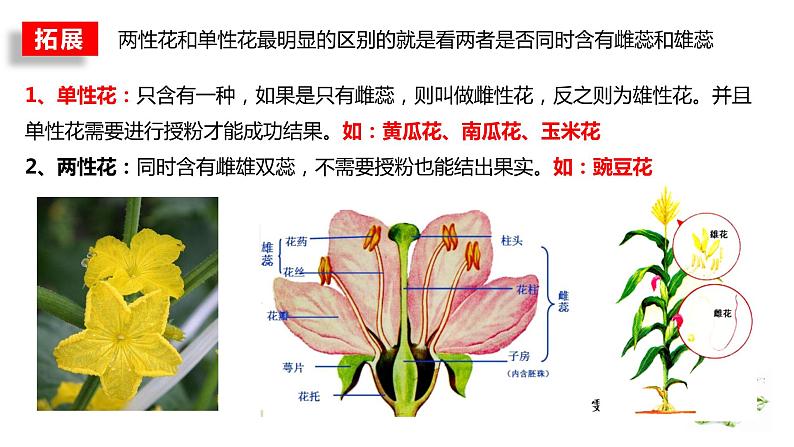 2023届高三生物复习基因的分离定律课件PPT第2页