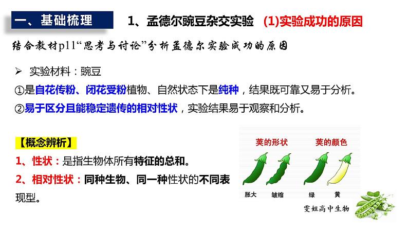 2023届高三生物复习基因的分离定律课件PPT第4页