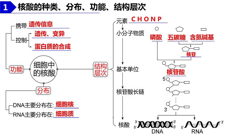 2023届高三生物复习课件 核酸是遗传信息的携带者第3页