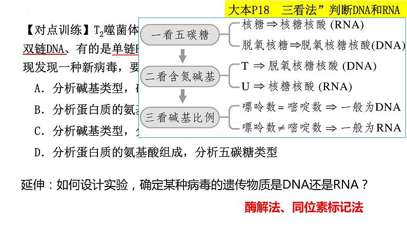 2023届高三生物复习课件 核酸是遗传信息的携带者第5页