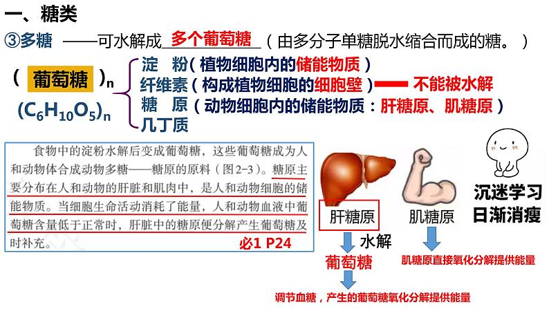 2023届高三生物复习课件 糖类和脂质的种类和作用第7页