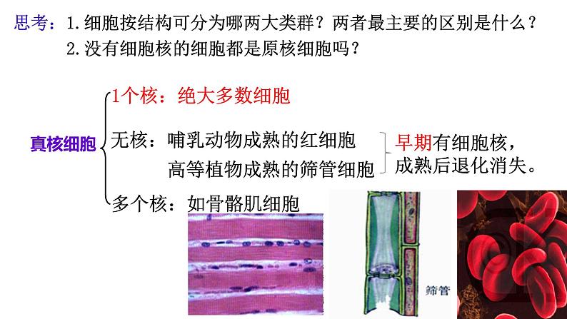 2023届高三生物复习课件：细胞核的结构和功能第4页