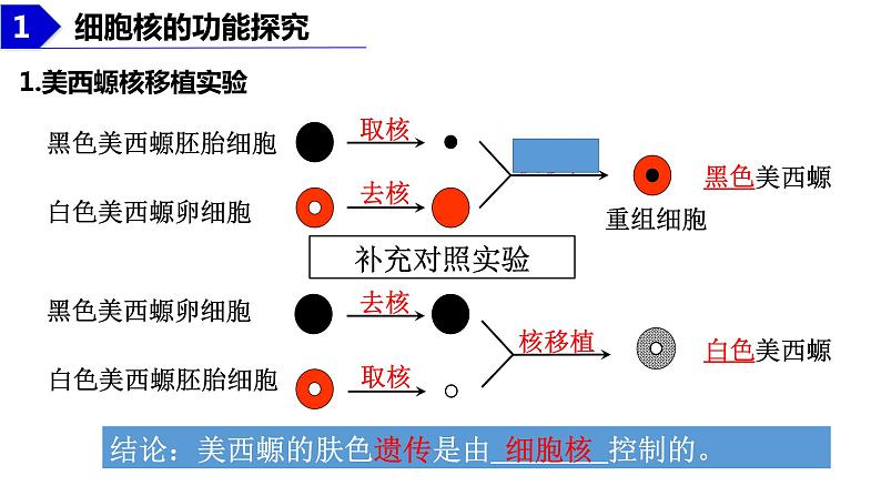 2023届高三生物复习课件：细胞核的结构和功能第5页