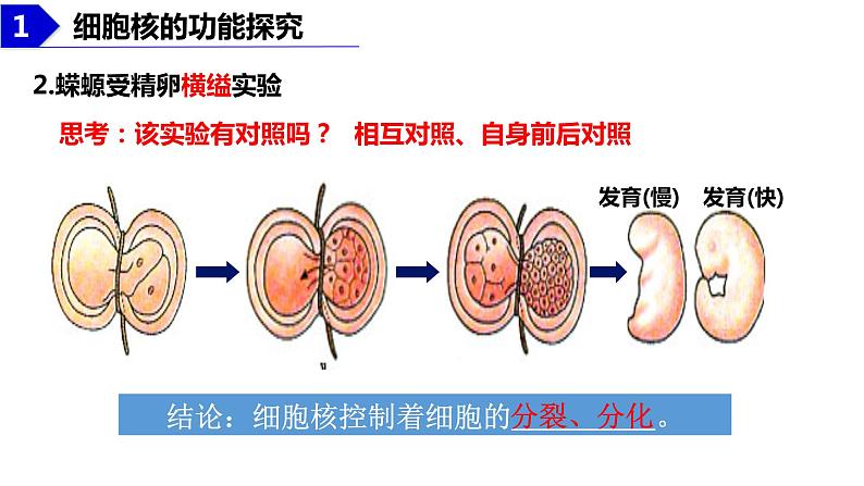 2023届高三生物复习课件：细胞核的结构和功能第6页