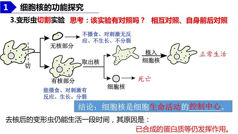 2023届高三生物复习课件：细胞核的结构和功能第7页