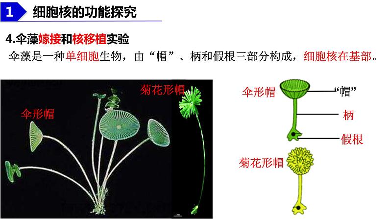 2023届高三生物复习课件：细胞核的结构和功能第8页