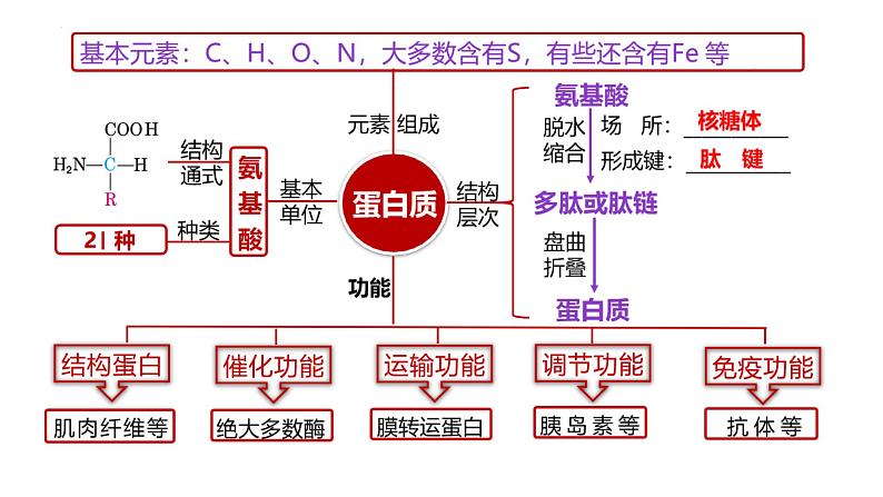 2023届高三生物复习课件蛋白质是生命活动的主要承担者第2页