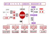 2023届高三生物复习课件蛋白质是生命活动的主要承担者