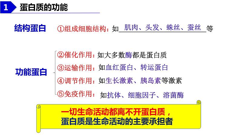 2023届高三生物复习课件蛋白质是生命活动的主要承担者第4页