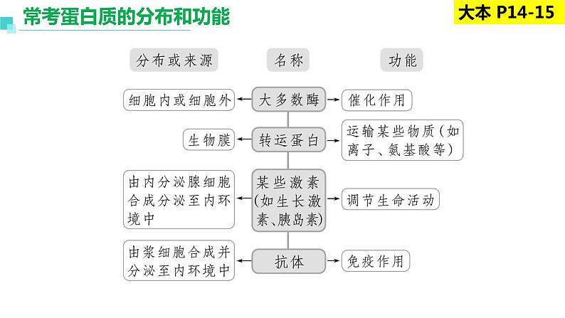 2023届高三生物复习课件蛋白质是生命活动的主要承担者第5页