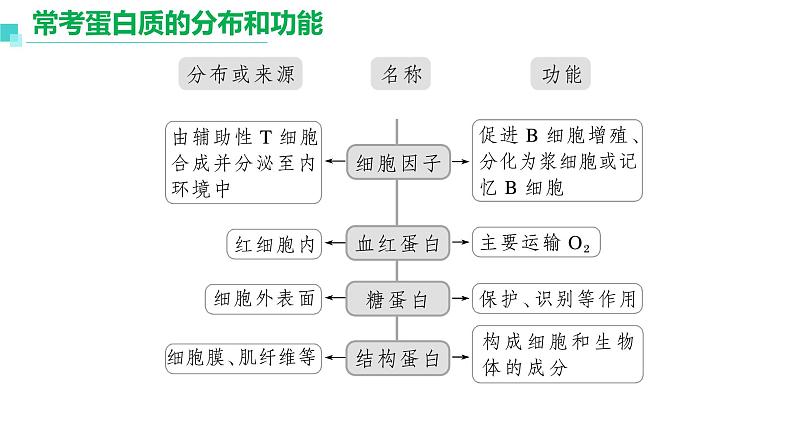 2023届高三生物复习课件蛋白质是生命活动的主要承担者第6页