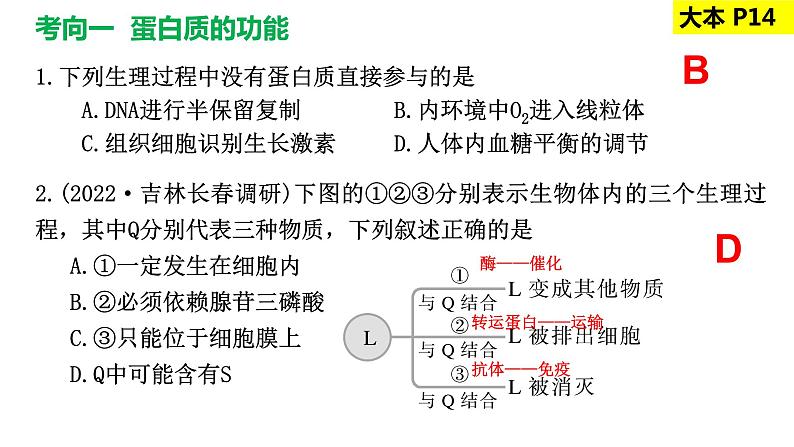 2023届高三生物复习课件蛋白质是生命活动的主要承担者第8页