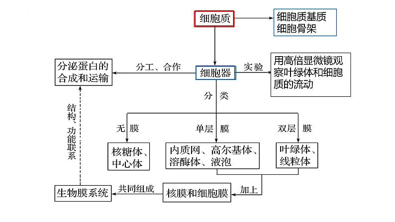 2023届高三生物复习课件：细胞器之间的分工合作第2页