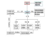 2023届高三生物复习课件：细胞器之间的分工合作