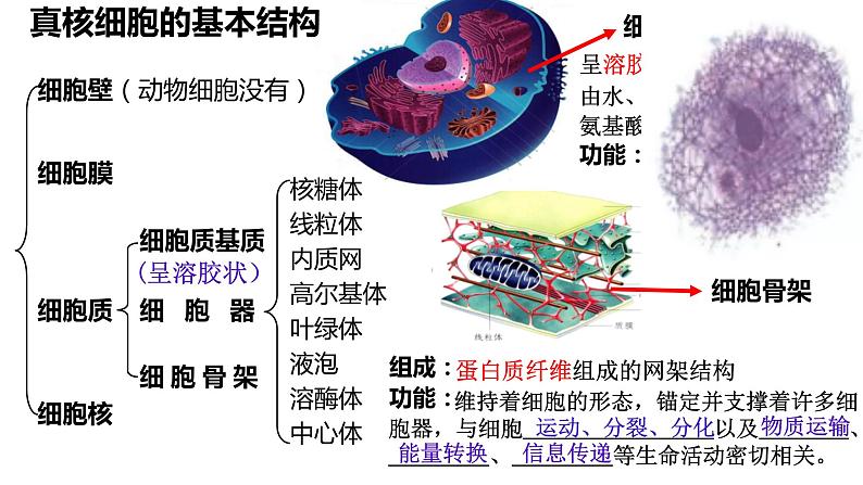 2023届高三生物复习课件：细胞器之间的分工合作第4页