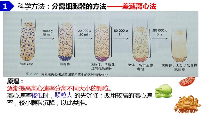 2023届高三生物复习课件：细胞器之间的分工合作第5页