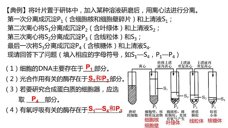 2023届高三生物复习课件：细胞器之间的分工合作第6页