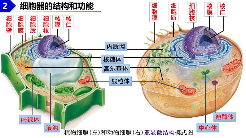 2023届高三生物复习课件：细胞器之间的分工合作第7页