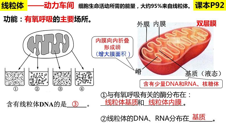 2023届高三生物复习课件：细胞器之间的分工合作第8页