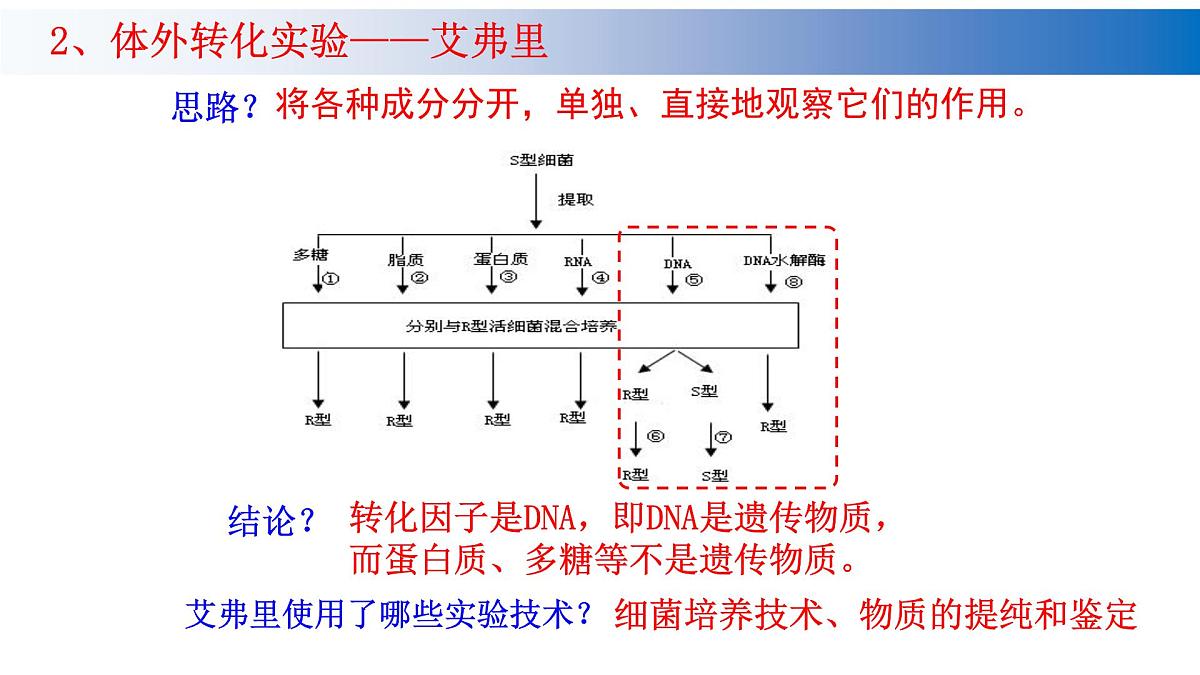 2023届高三生物复习课件基因的本质第4页