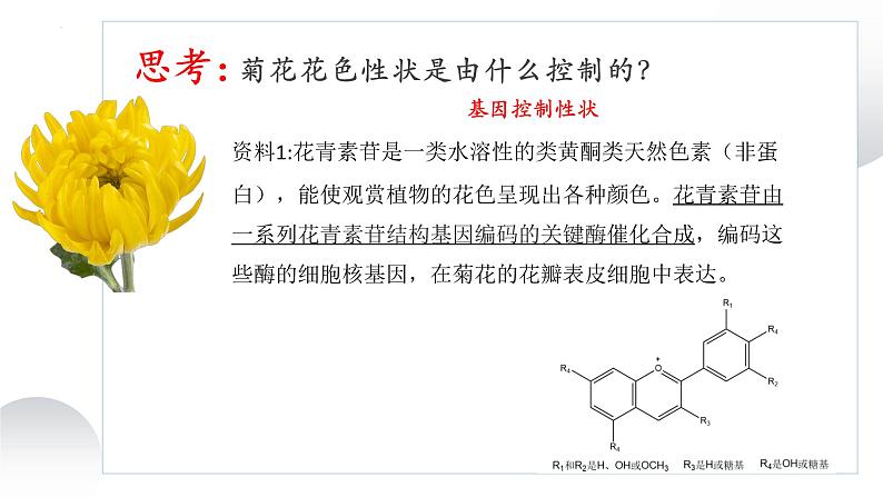 2023届高三生物复习课件基因的表达02