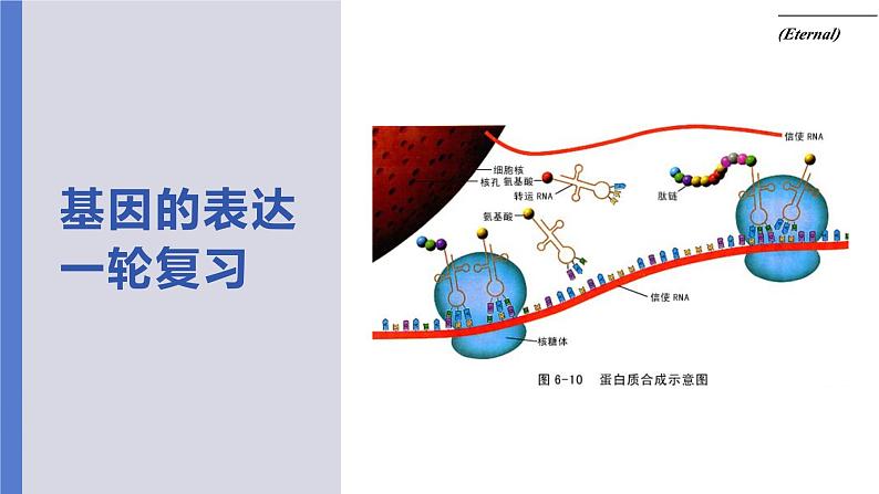 2023届高三生物复习课件基因的表达03