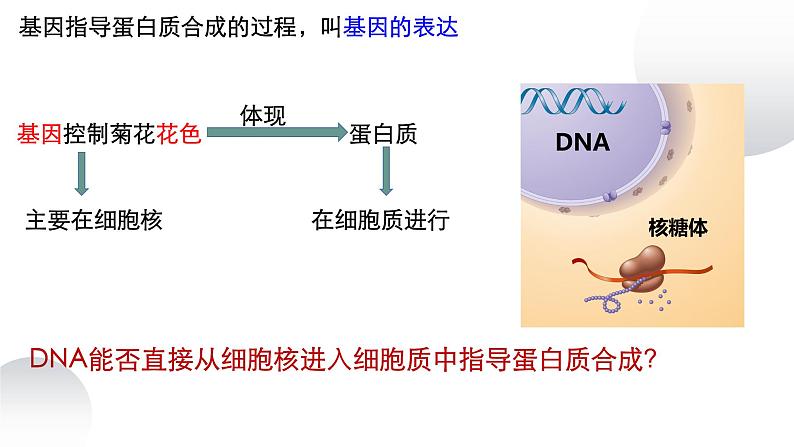 2023届高三生物复习课件基因的表达07