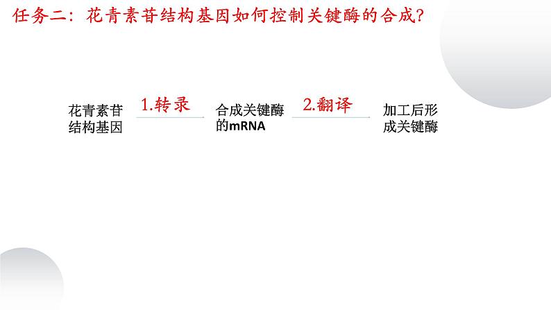 2023届高三生物复习课件基因的表达08