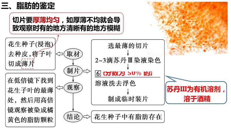 2023届高三生物复习课件检测生物组织中的糖类、脂肪和蛋白质07