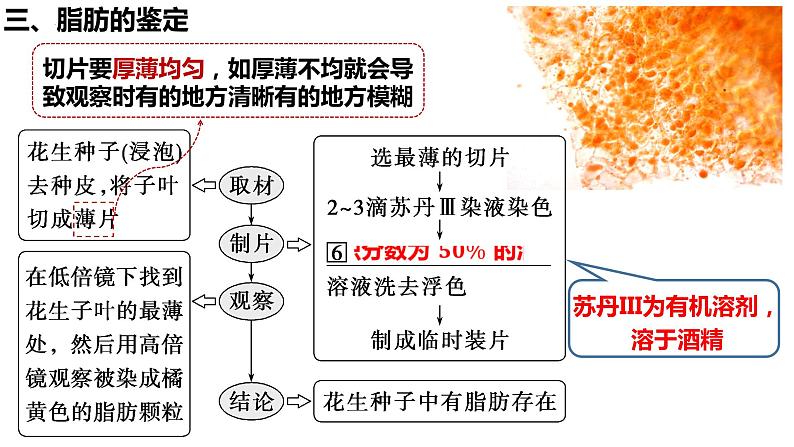 2023届高三生物复习课件检测生物组织中的糖类、脂肪和蛋白质第7页