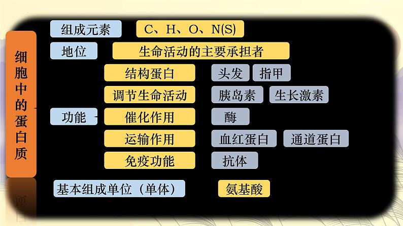 2023届高三生物复习课件细胞中的蛋白质和核酸第2页