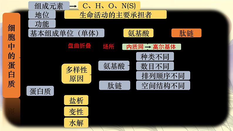 2023届高三生物复习课件细胞中的蛋白质和核酸第4页