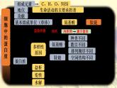 2023届高三生物复习课件细胞中的蛋白质和核酸