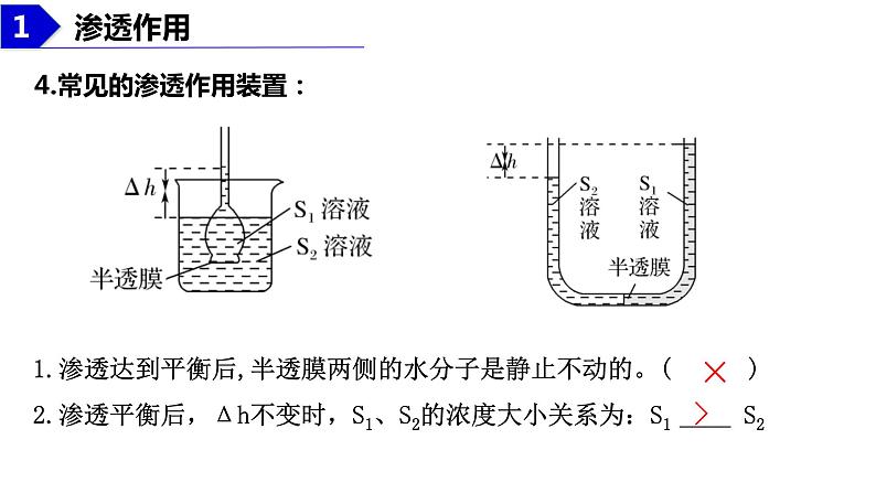 2023届高三生物复习水进出细胞的原理 课件PPT第6页