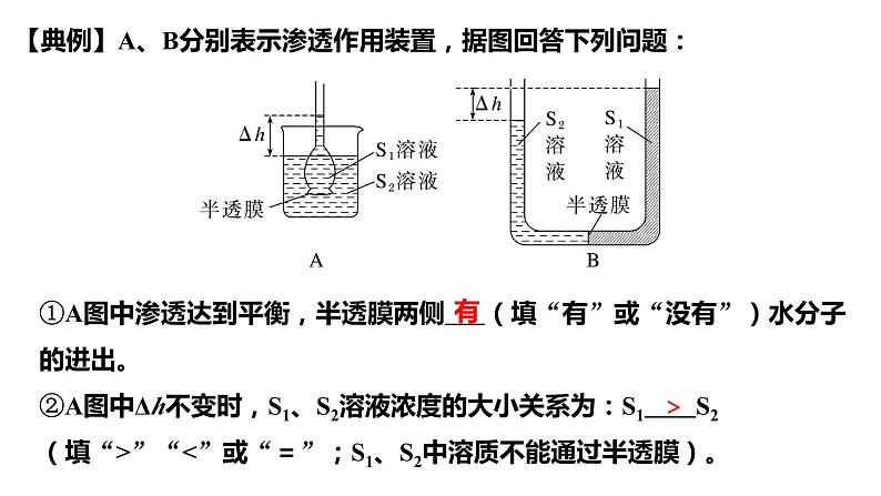 2023届高三生物复习水进出细胞的原理 课件PPT第8页