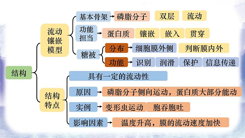 2023届高三复习生物：第三章 细胞膜和细胞核课件第4页