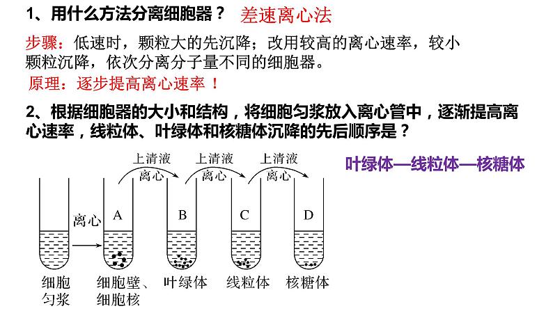 2023届高三复习生物：细胞器和生物膜系统课件第3页