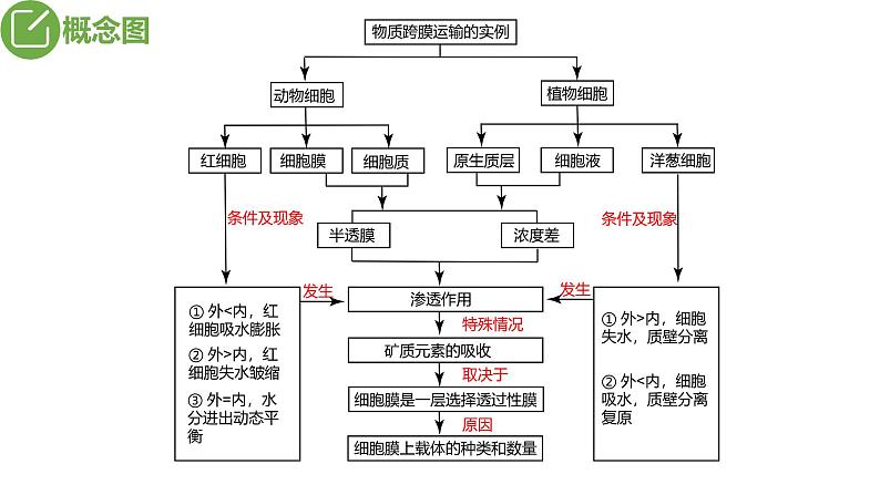 2024届高三生物复习课件第6讲 细胞的物质输入和输出第4页