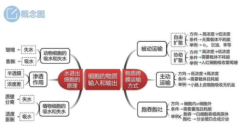 2024届高三生物复习课件第6讲 细胞的物质输入和输出第5页