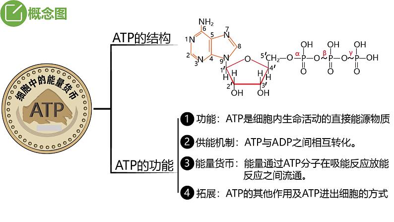 2024届高三生物复习课件第7讲 酶和ATP第5页