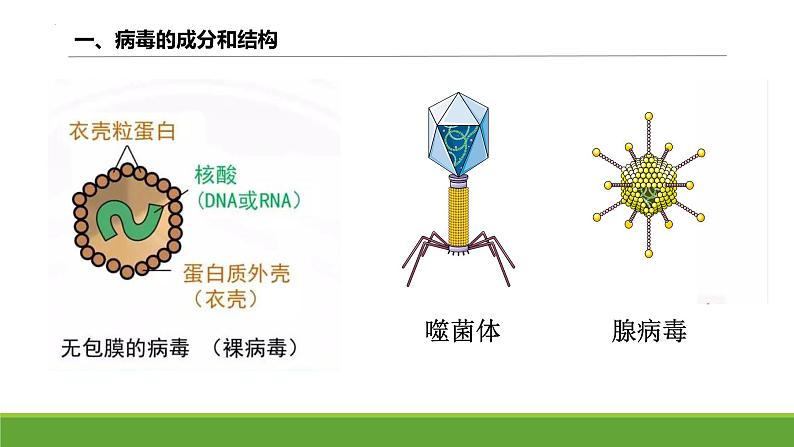 2024届高三复习生物：病毒课件第3页