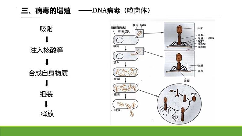 2024届高三复习生物：病毒课件第8页