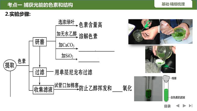 2024届高三复习生物：第9讲光合作用的原理课件04