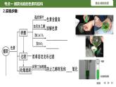 2024届高三复习生物：第9讲光合作用的原理课件